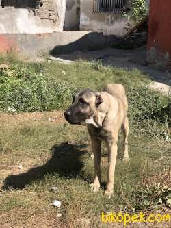 6 Aylık Dişi Kangal 2