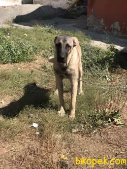 6 Aylık Dişi Kangal 3