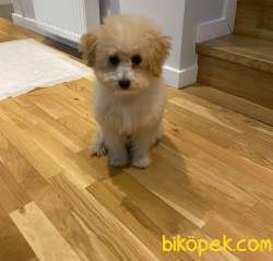 6 Aylık Dişi Maltipoo Yavrum 1