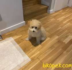 6 Aylık Dişi Maltipoo Yavrum 3