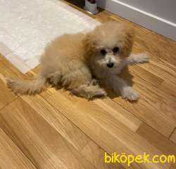 6 Aylık Dişi Maltipoo Yavrum 2