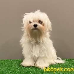 6 Aylık Dişi 1600 Gr Mini Maltese Terrier Yavrumuz 4