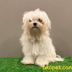 6 Aylık Dişi 1600 Gr Mini Maltese Terrier Yavrumuz 5