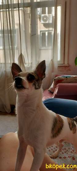 6 Aylık Eğitimli Chihuahua (Peanut) 1