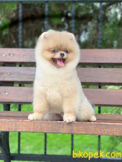 6 Aylık Erkek Show Class Pomeranian Yavrumuz 1