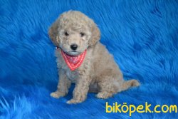 KAPINIZA TESLİM SAĞLIK GARANTİLİ TOY POODLE BEBEKLER 2