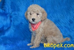 KAPINIZA TESLİM SAĞLIK GARANTİLİ TOY POODLE BEBEKLER 3
