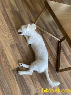 6 Aylık Maltipoo Cinsi Köpeğimiz Sıcak Bir Yuva Arıyor 4