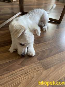 6 Aylık Maltipoo Cinsi Köpeğimiz Sıcak Bir Yuva Arıyor 5