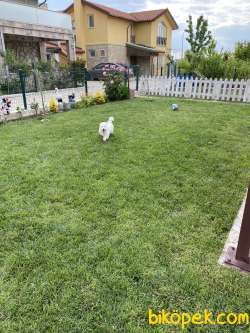 6 Aylık Maltipoo Cinsi Köpeğimiz Sıcak Bir Yuva Arıyor 2