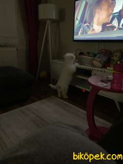 6 Aylık Maltipoo Cinsi Köpeğimiz Sıcak Bir Yuva Arıyor 3