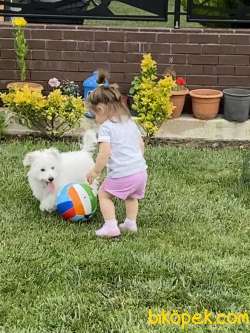 6 Aylık Maltipoo Cinsi Köpeğimiz Sıcak Bir Yuva Arıyor 1