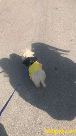 6 Aylık Maltipoo Dişi 2