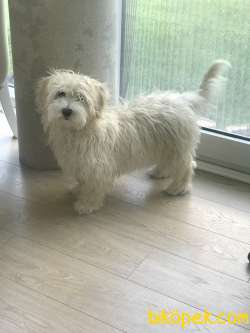 6 Aylık Maltipoo Dişi 3