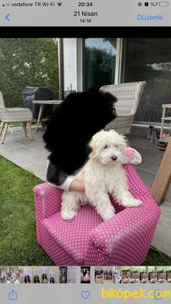6 Aylık Maltipoo Dişi 1