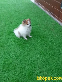 6 Aylık Pomeryan Yavrusu Aşıları Yapılmış Eğitimili 3