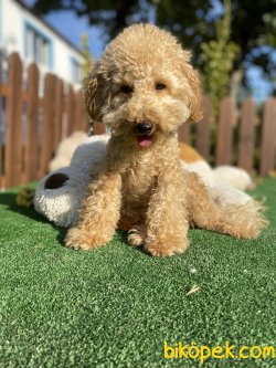 6 Aylık Toy Boy Poodle 2