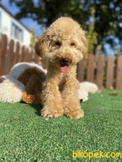 6 Aylık Toy Boy Poodle 3