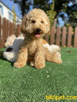 6 Aylık Toy Boy Poodle 1