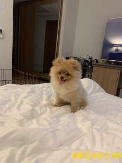 6 Aylık Yakışıklı Pomeranian Yavrusu Tüm Aşıları Tamamlanmış 2