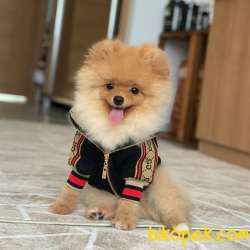 6 Aylık Yakışıklı Pomeranian Yavrusu Tüm Aşıları Tamamlanmış 1
