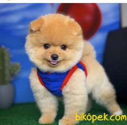 6 Aylık Yakışıklı Pomeranian Yavrusu Tüm Aşıları Tamamlanmış 4
