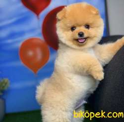 6 Aylık Yakışıklı Pomeranian Yavrusu Tüm Aşıları Tamamlanmış 3