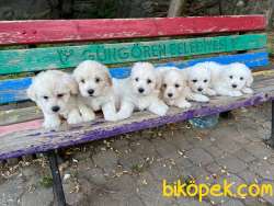 2500 TL - 6 Haftalik Terrier Yeni Ev Ariyorlar 1