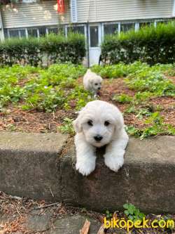 2500 TL - 6 Haftalik Terrier Yeni Ev Ariyorlar 3