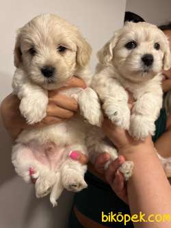 2500 TL - 6 Haftalik Terrier Yeni Ev Ariyorlar 5