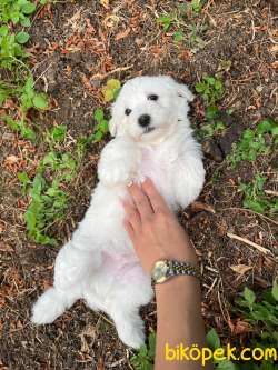 2500 TL - 6 Haftalik Terrier Yeni Ev Ariyorlar 2
