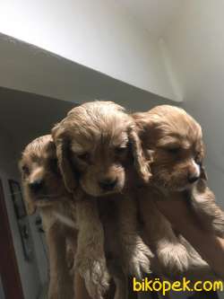 6 HAFTALIK SAFKAN COCKER YAVRULARI 3