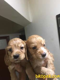 6 HAFTALIK SAFKAN COCKER YAVRULARI 5