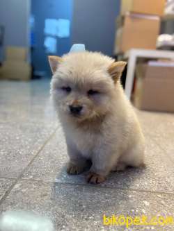 60 Günlük Chow Chow Yavruları 2