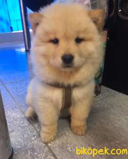 60 Günlük Chow Chow Yavruları 1