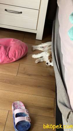 60 Günlük Yavru King Charles 2