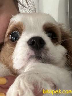 60 Günlük Yavru King Charles 4