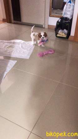 60 Günlük Yavru King Charles 3