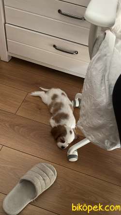 60 Günlük Yavru King Charles 5