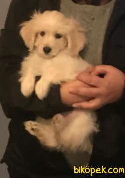 60 Günlük Yavru Maltese Terrier 2