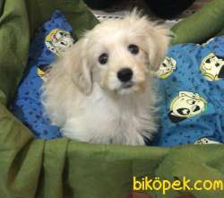 60 Günlük Yavru Maltese Terrier 1