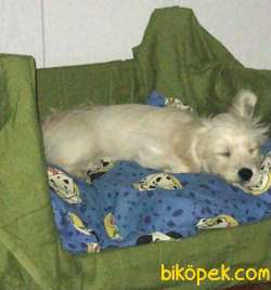 60 Günlük Yavru Maltese Terrier 3