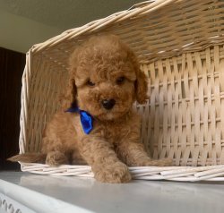 Toy Poodle Red Apricot Yavrularımız 2