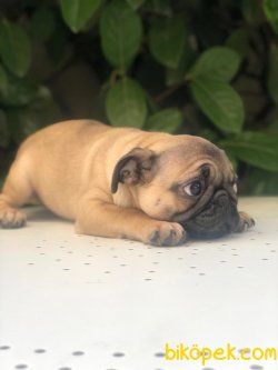 Süper Kalite Cream Color Simit Kuyruk Pug Yavrularımız Geldi 5