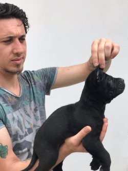 Cane Corso Yavruları 2