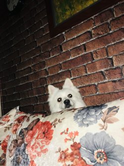 Pomerian Sptiz 2