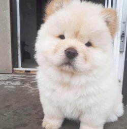 A Kali̇te Chow Chow Çi̇n Aslanı Yavrularımız 1