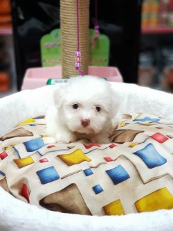 Orjinal Beyaz Terrier 1