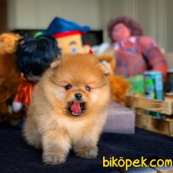 3 Aylık Erkek Orijinal Renk Boo Oğlumuz 5