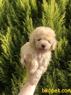 Anne Altından Tea Cup TOY POODLE 3